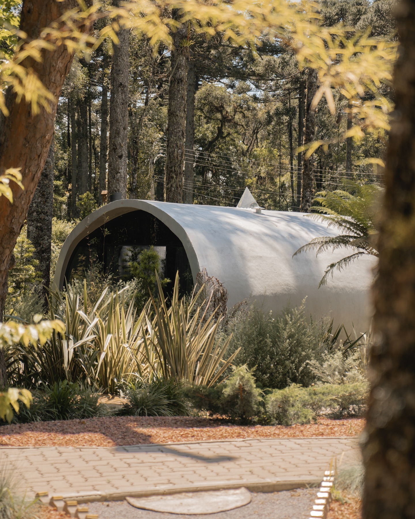 Cabana de concreto curvo entre araucárias e vegetação